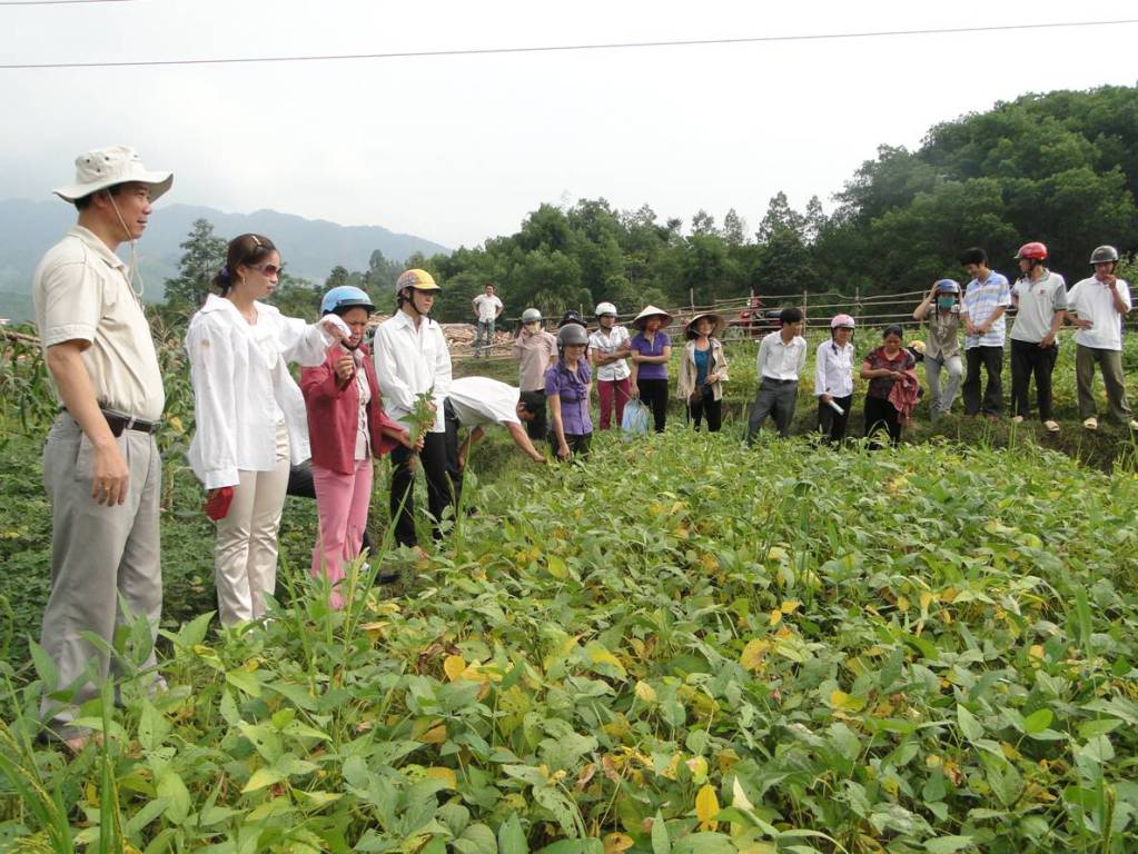 Hội nghị đầu bờ về mô hình trồng đậu tương trên đất một vụ lúa tại Hà Giang