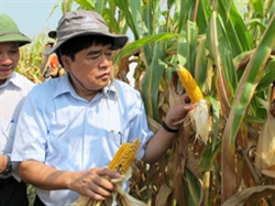 Việt Nam trong trận đồ cây biến đổi gien