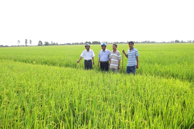 Từ việc bón xi măng cho lúa: Nhìn lại việc quản lý dinh dưỡng cho cây trồng