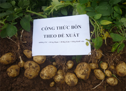 Kinh nghiệm sản xuất khoai tây giống trên đất xám bạc mầu ở Bắc Giang