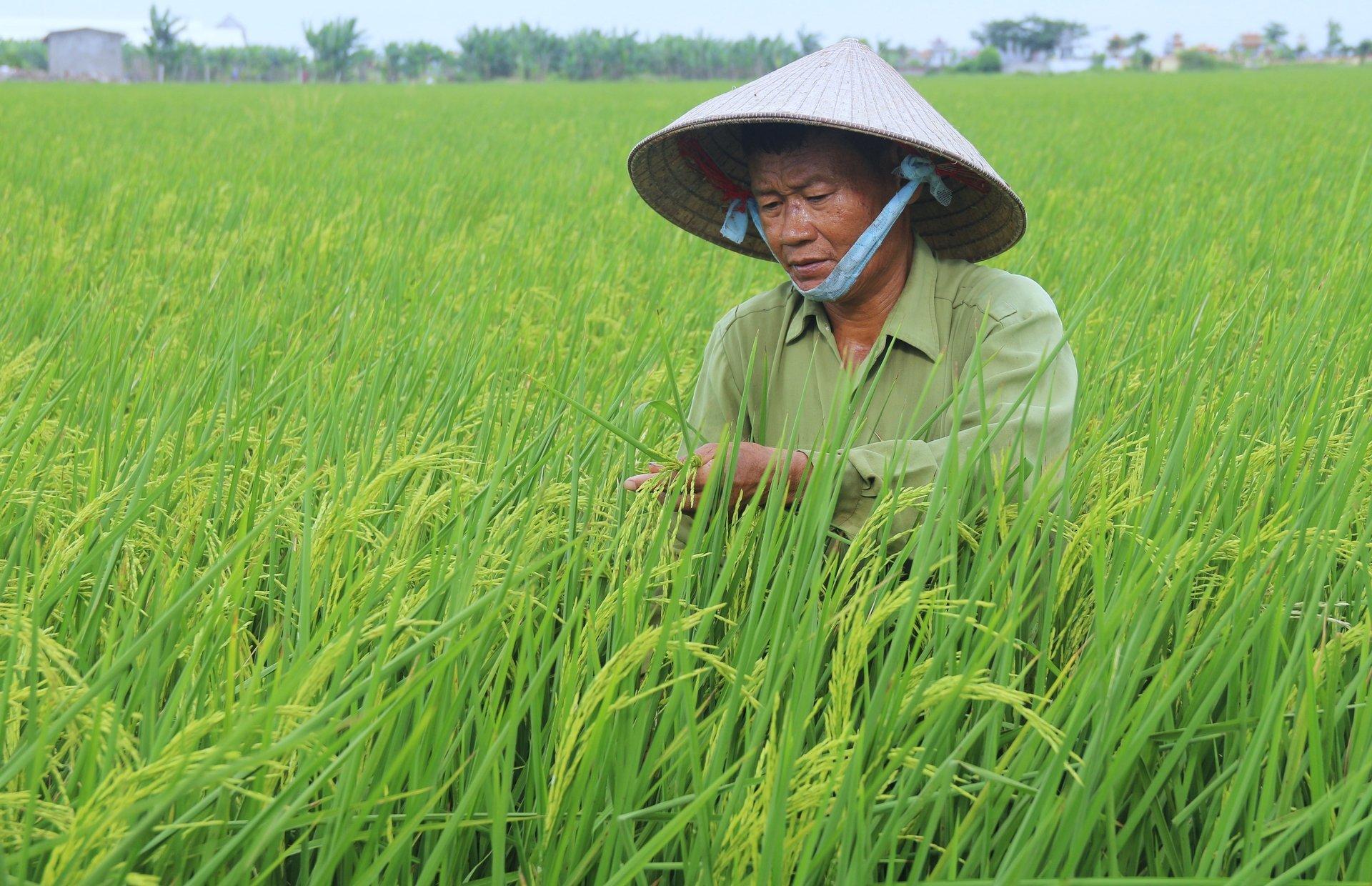 Thiết lập hệ thống ‘bác sỹ đất’ hỗ trợ sản xuất lúa bền vững