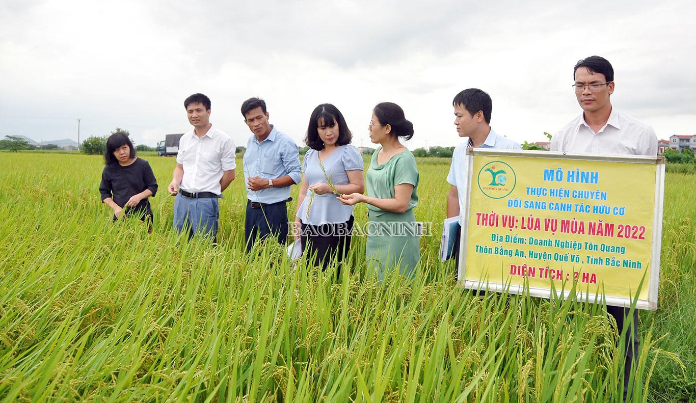 Khoa học công nghệ cải tiến sản xuất lúa