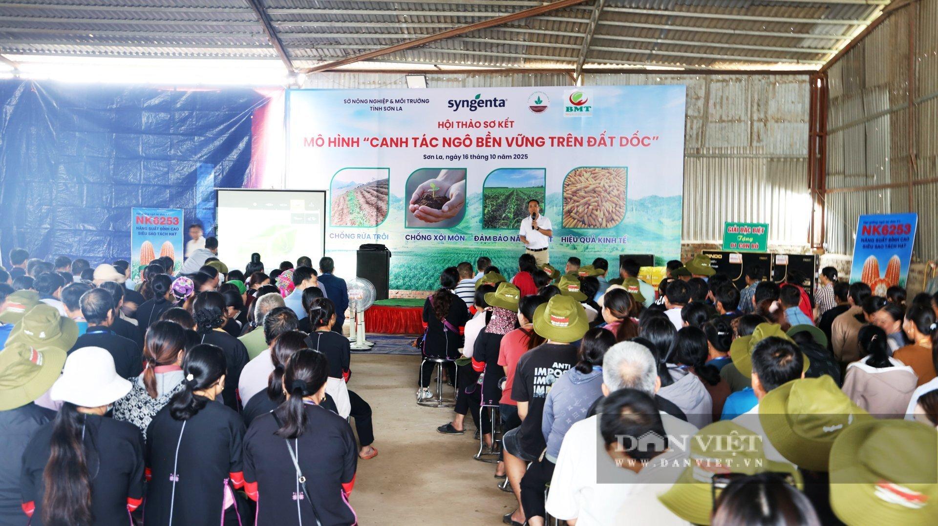Trồng ngô bền vững trên đất dốc ở Sơn La: Lợi nhuận cao hơn 67,5%, giữ lại 13 tấn đất/ha