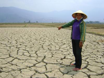 Cả nước có gần 50.000ha cây trồng bị khô hạn cục bộ